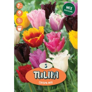 Mix di tulipani Crispa multicolore come bulbi da fiore