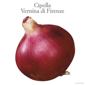 Cipolla rossa 'Vernina di Firenze', un ortaggio della categoria Ortaggi da frutto.