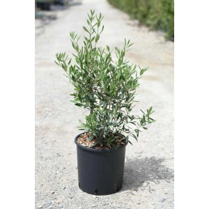 Olivo (t.b.t.) in vaso nero. Tocco mediterraneo per giardino e balcone.