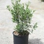 Olivo (t.b.t.) in vaso nero. Tocco mediterraneo per giardino e balcone.