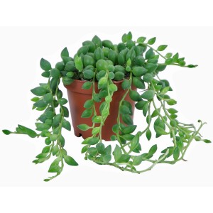 Mini Senecio rowleyanus in vaso, pianta rampicante verde con foglie a forma di perla.