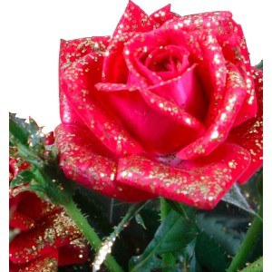 Primo piano di una rosa rossa con glitter dorati, categoria: Altre rose.