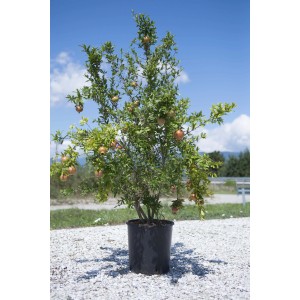 Albero di melograno in vaso con frutti maturi su sfondo di cielo blu.