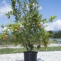 Albero di melograno in vaso con frutti maturi su sfondo di cielo blu.