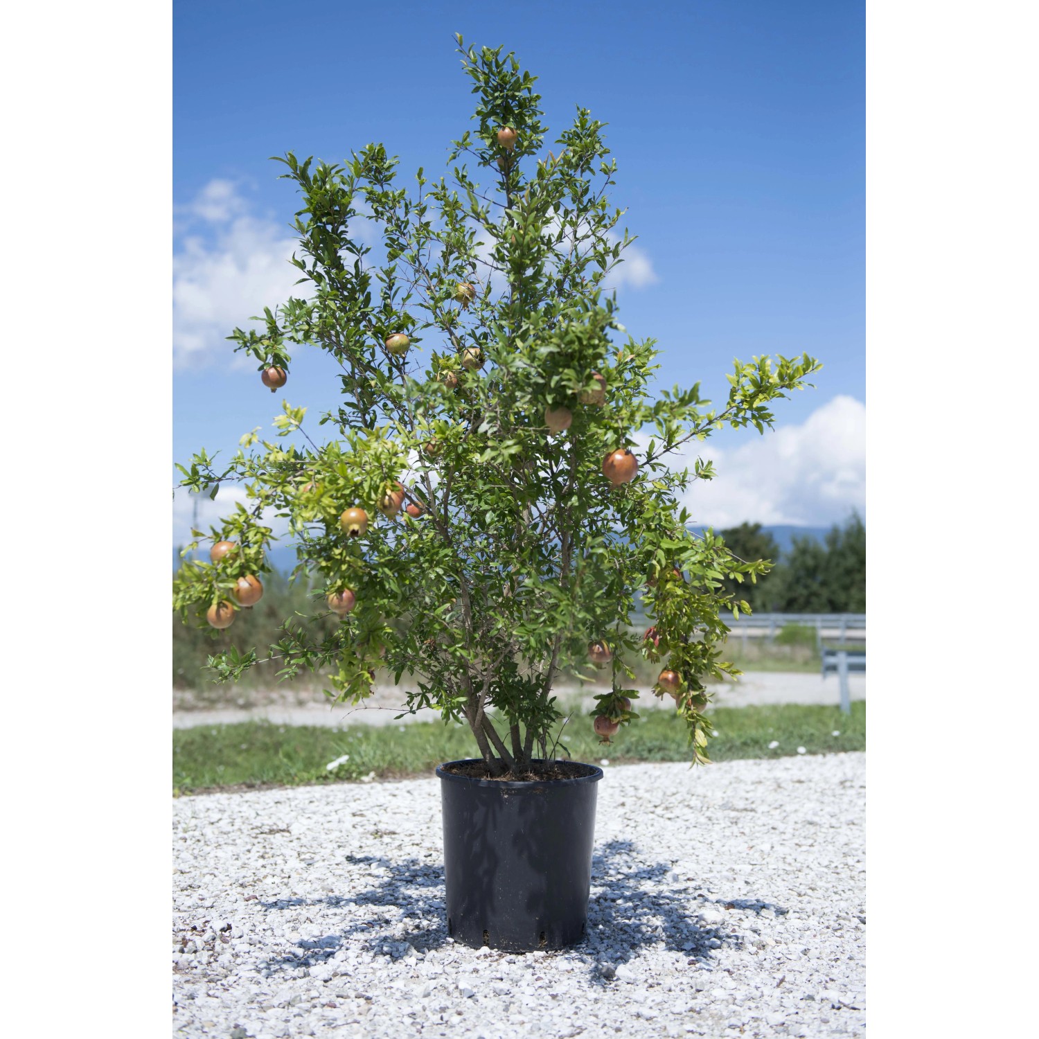 Albero di melograno in vaso con frutti maturi su sfondo di cielo blu.