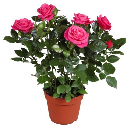 Rosa rosa scuro vaso Ø ca. 13 cm