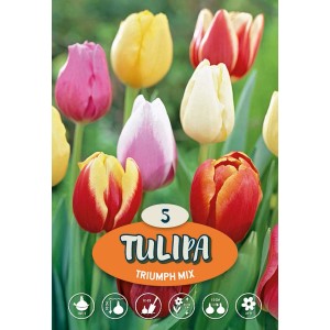 Mix di tulipani Triumph multicolore come bulbi da fiore per il giardino.