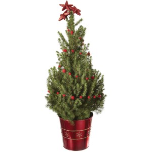 Piccola conifera t.b.t. decorata in vaso rosso con stelle come decorazione natalizia.