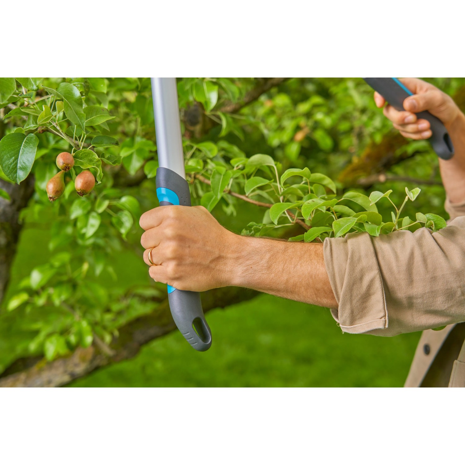 Forbice per rami Gardena EasyCut L in azione: taglio albero con sistema bypass.