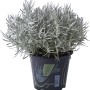 Pianta di curry argentata (Helichrysum italicum) in vaso, erba aromatica per luoghi soleggiati.
