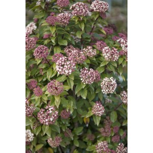 Pianta fiorita con infiorescenze rosa e bianche e foglie verdi.