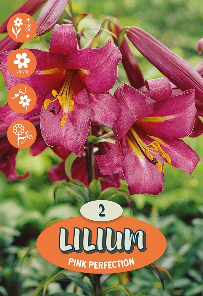 Bulbi Di Lilium Asiatic Red Holland Park - 2 Bulbi Per Fioriture Estive