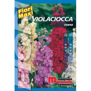 Confezione di semi Violaciocca Nana, semi di fiori per aiuole colorate.