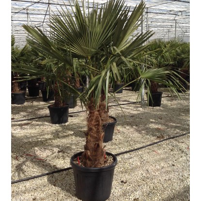 Palma nana Chamaerops Trachycarpus fortunei h 90 cm