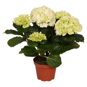 Ortensia da interno bianca in vaso, Hydrangea macrophylla con fiori rigogliosi.