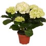 Ortensia da interno bianca in vaso, Hydrangea macrophylla con fiori rigogliosi.