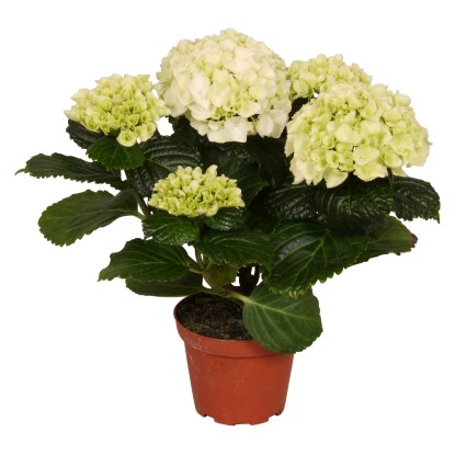 Ortensia bianca con vaso Ø 9,5 cm