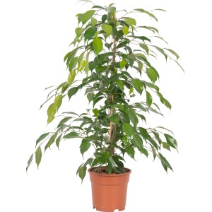 Ficus benjamina in vaso, ca. 17 cm Ø, pianta d'appartamento con foglie verdi.