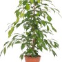 Ficus benjamina in vaso, ca. 17 cm Ø, pianta d'appartamento con foglie verdi.