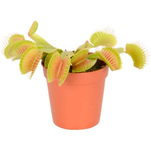 Dionea (Dionaea muscipula) in vaso, ca. 9 cm di diametro. Pianta carnivora con foglie trappola.