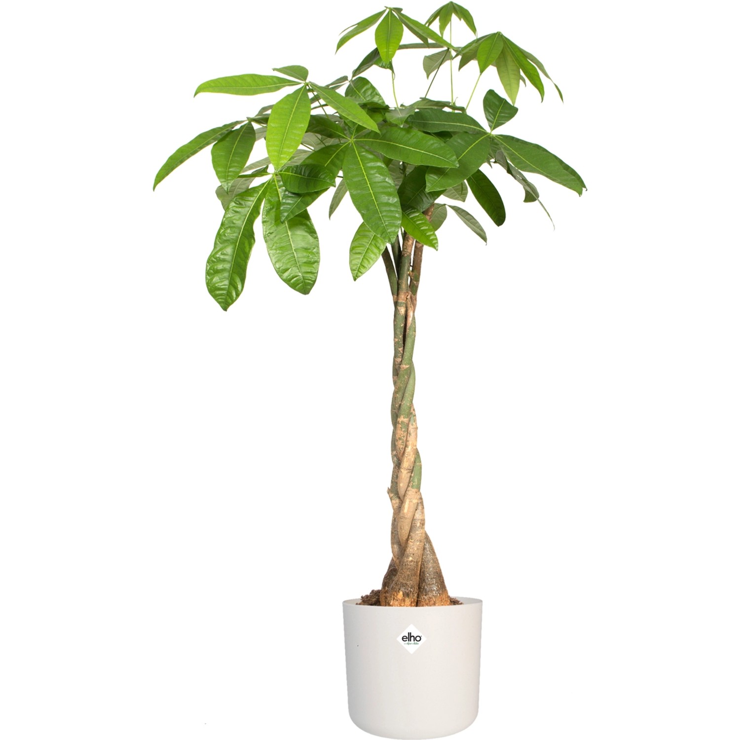 Vaso per fiori Elho B.For Soft Round, Ø 29,5 cm, Bianco con albero dei soldi (Pachira aquatica).