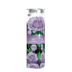 Confezione della rosa 'Sissi', una rosa a cespuglio con delicati fiori color lilla.