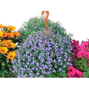 Pianta da balcone pensile con fiori viola, circondata da fiori gialli e rosa.