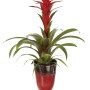 Bromelia rossa (Tillandsia) in vaso. Pianta decorativa per interni.