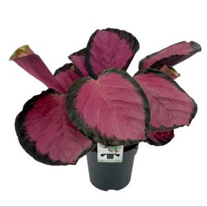 t.b.t. pianta d'appartamento con foglie rosa in vaso.