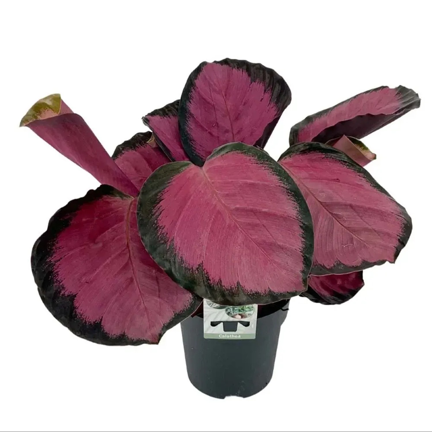 calathea makoyana standort Calathea Makoyana | Peacock Plant | 10