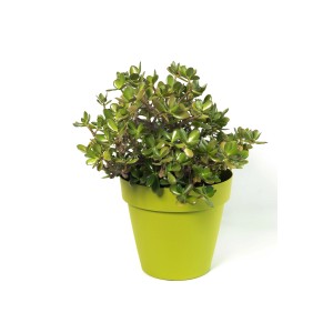 Vaso plastica riciclata Ø 20 cm verde bamboo