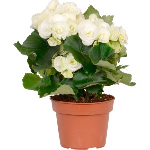 Begonia bianca in vaso. Pianta d'appartamento decorativa con foglie verdi.