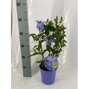 Dendrobium Berry Oda Vaso Ø 12 cm