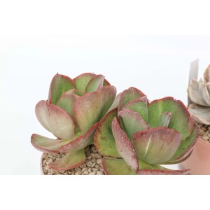 Pianta grassa verde con bordi fogliari rossastri in vaso.