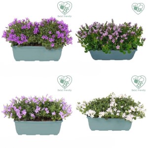 Campanula di vari colori in vaso, diverse viste.