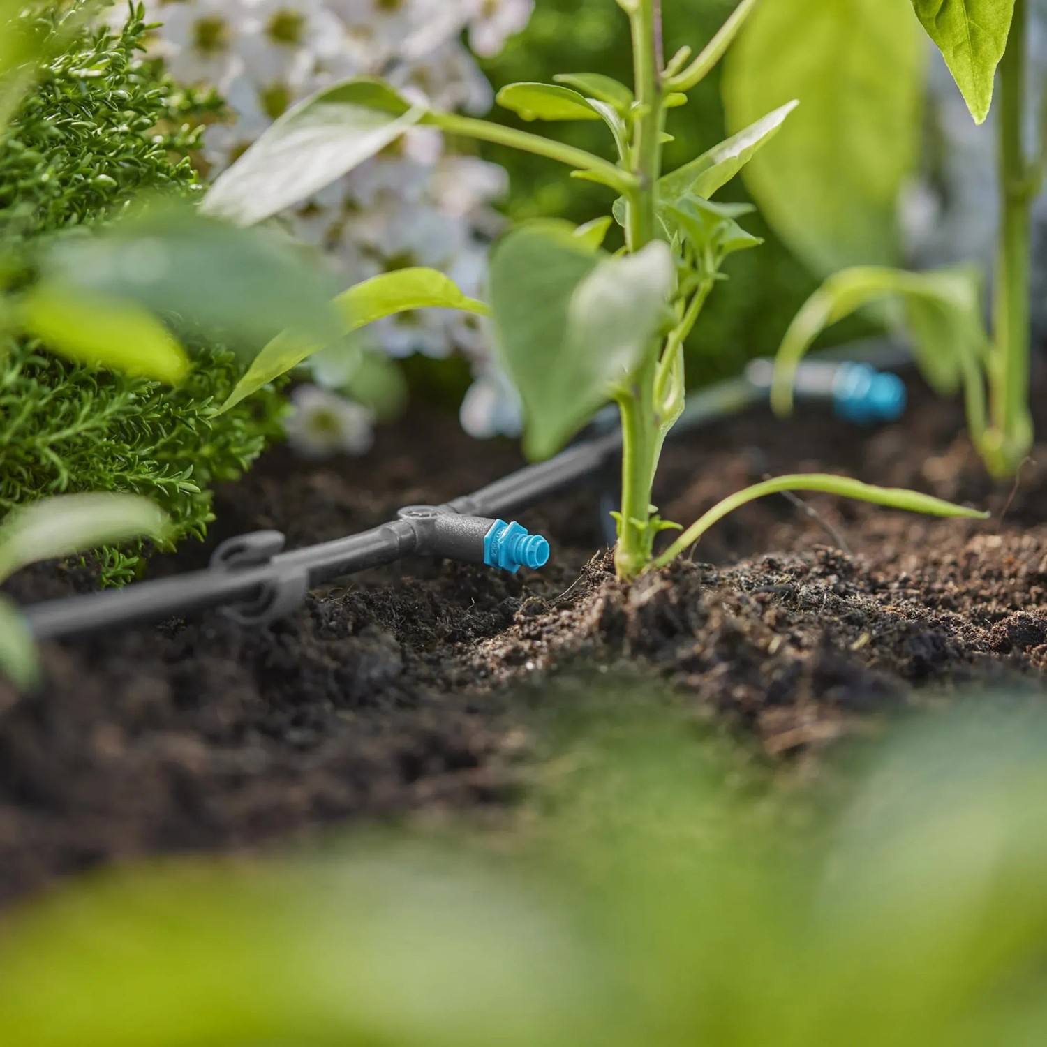 Gocciolatore a fila Gardena in aiuola: Sistema Micro-Drip 2 l/h per irrigazione piante.