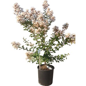 Arbusto t.b.t. in vaso con delicati fiori bianchi. Aggiunta decorativa per il giardino.