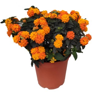 Pianta fiorita arancione (t.b.t.) in vaso. Pianta decorativa per giardino e balcone.