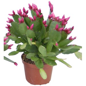 Cactus di Pasqua rosa in vaso marrone, diametro vaso circa 9 cm. Pianta da interno fiorita.