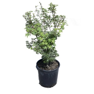 Giovane Acero in vaso con foglie verdi.