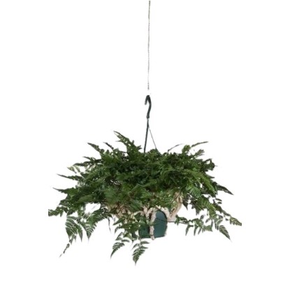 Davallia Teyer Mannii vaso 17 cm