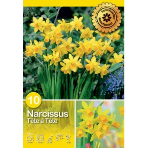 Narcisi gialli Tête à Tête, ideali per aiuole e vasi. Fiori primaverili per il giardino.