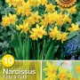 Narcisi gialli Tête à Tête, ideali per aiuole e vasi. Fiori primaverili per il giardino.