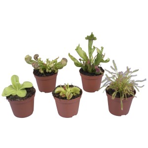 Mix di piante carnivore in vaso, ca. 9 cm Ø, varie specie carnivore.