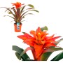 Guzmanie Fiero in vaso, ca. 12 cm. Bromeliacea con fiori arancioni brillanti.