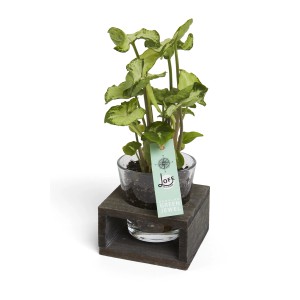 t.b.t. Pianta d'appartamento in vetro con base in legno.