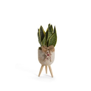 Sansevieria in vaso su gambe di legno, pianta da interno con decorazione.