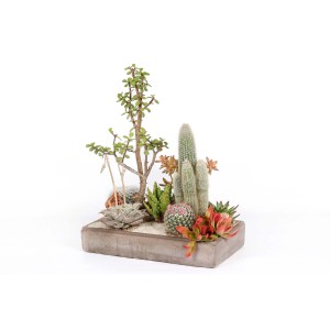 Disposizione di varie piante grasse e cactus in un vaso grigio.