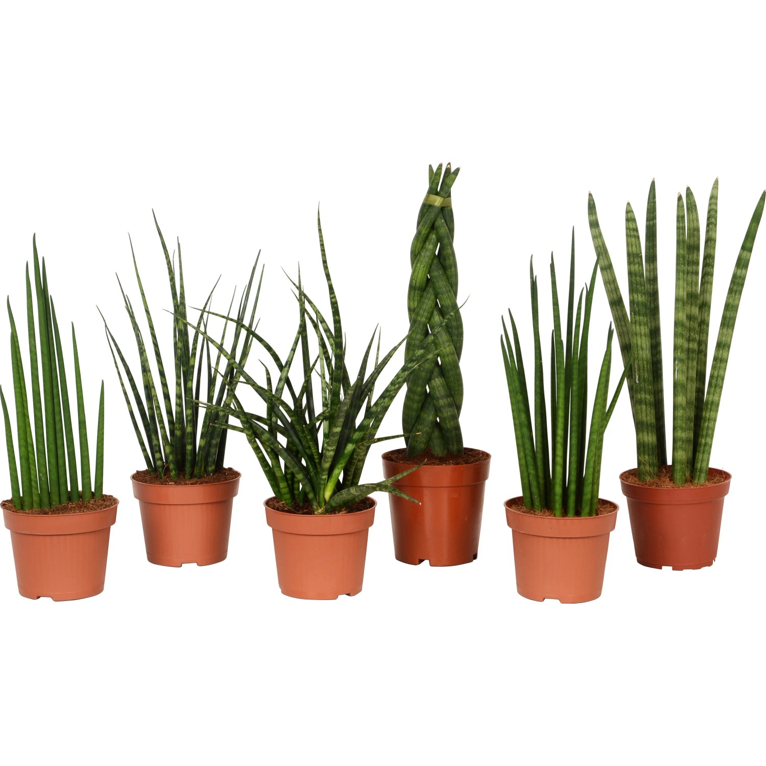 bananenbaum zimmerpflanze Bananen Pflanze – Green Me Up