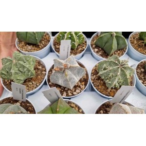 Diverse piante grasse t.b.t. in vaso, primo piano.